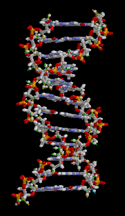 Animation of DNA